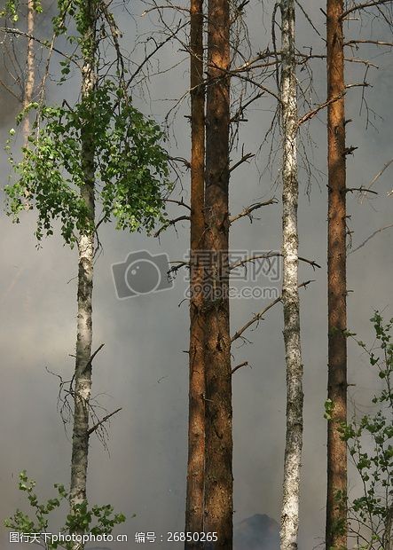 自然保护森林火灾