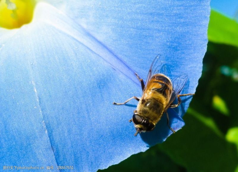 蜂蜜蓝色花朵蜜蜂