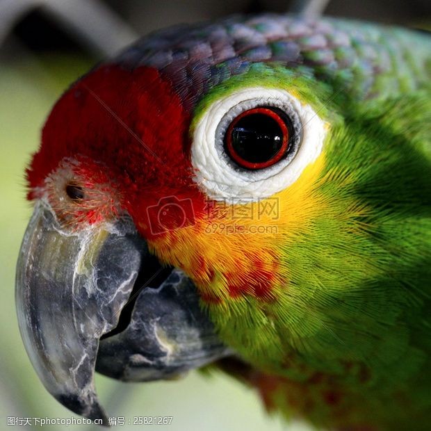 birds绿色红色和黄色的鸟的特写照片