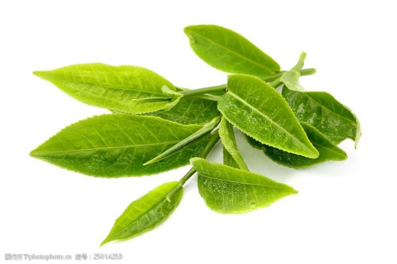 春茶图片嫩绿的茶叶图片