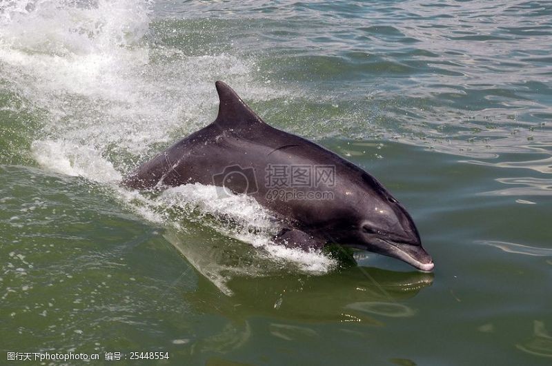 墨西哥海豚