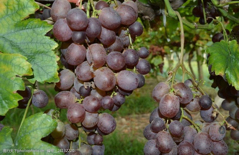 水果大世界葡萄