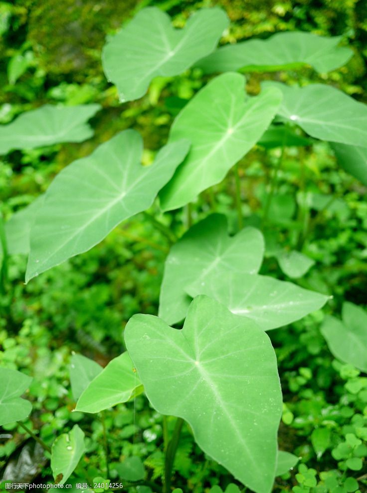 毛芋图片免费下载 毛芋素材 毛芋模板 图行天下素材网