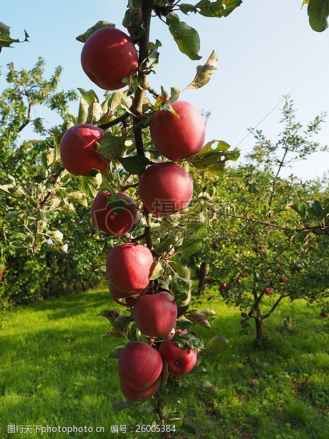 红苹果在花园里成熟的苹果