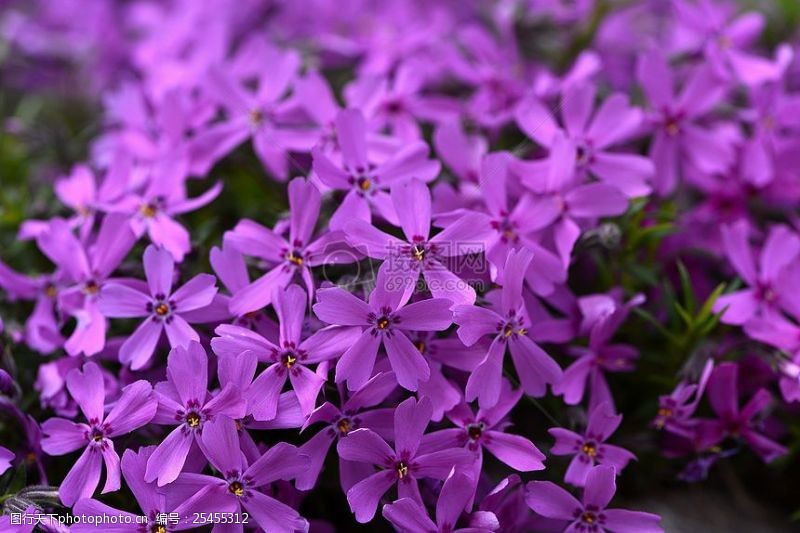 密集的球紫色的绣球花
