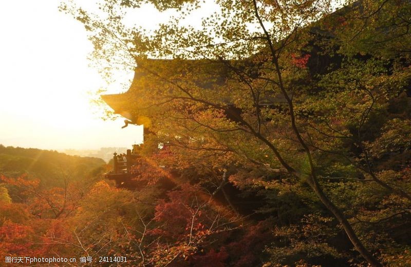日本日本枫树日本寺庙