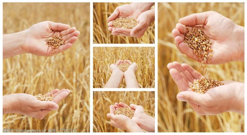 双手捧着的小麦种子图片