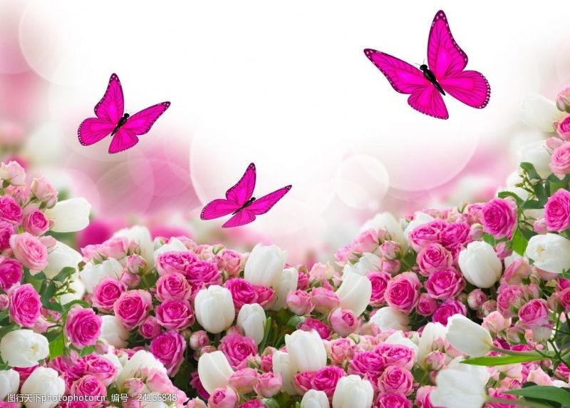 粉色玫瑰花背景蝴蝶
