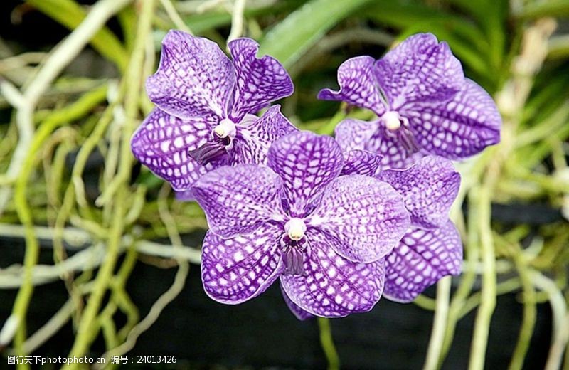 点状紫色蝴蝶兰花