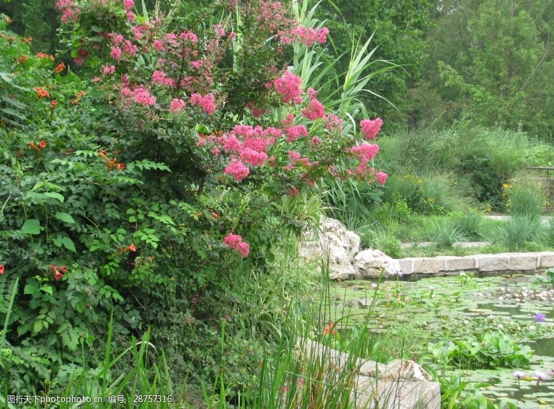 睡莲特写南植物园风景