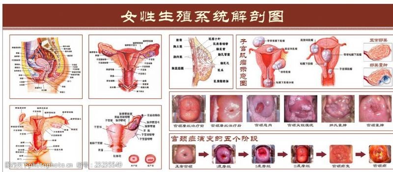 生殖系统图女性生殖系统解剖图
