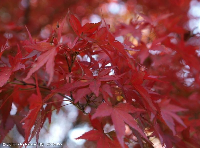 日本日本枫树红叶