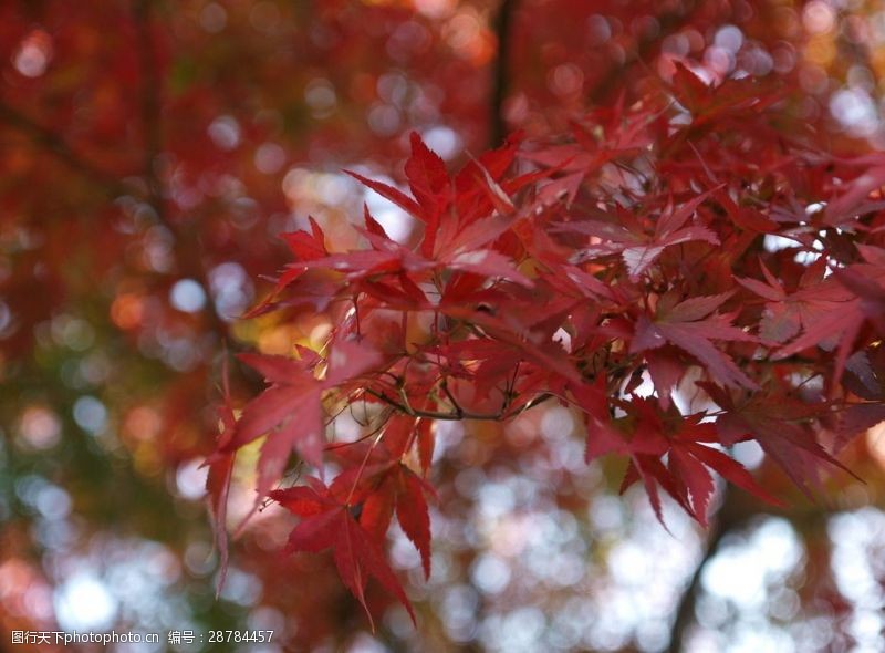日本日本枫树红叶