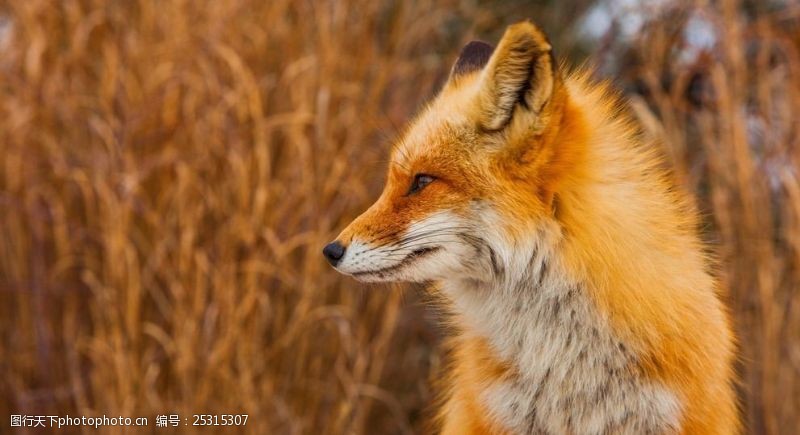 香江动物园帅气的小狐狸