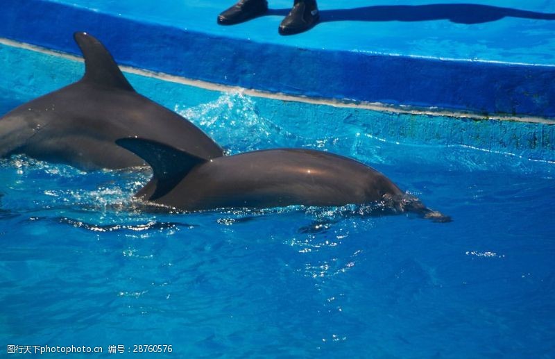 海豚飞跃海豚表演海豚入水