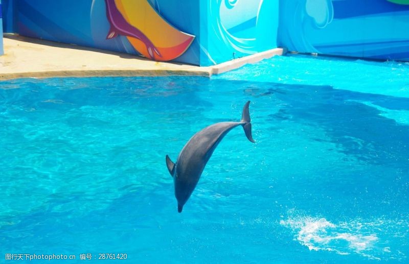 海豚飞跃海豚跳水跳水海豚