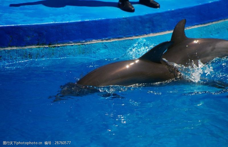 海豚飞跃海豚表演海豚入水