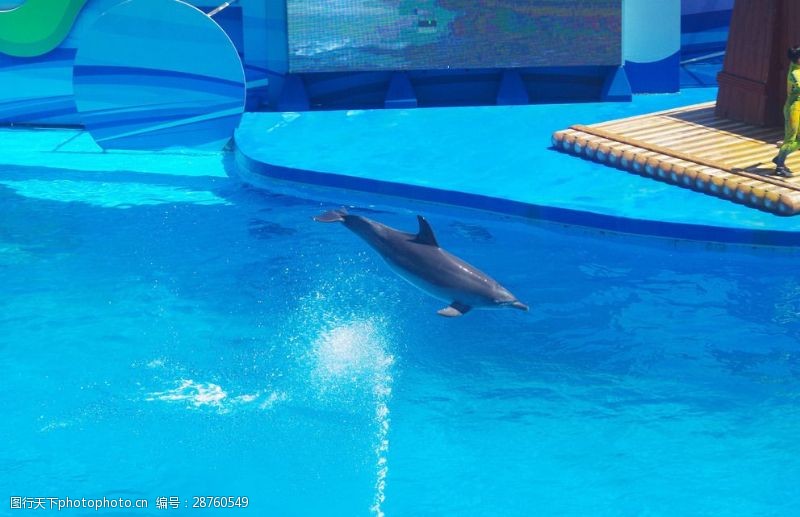 海豚飞跃海豚跳水