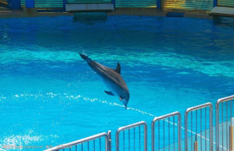海豚飞跃海豚跳水