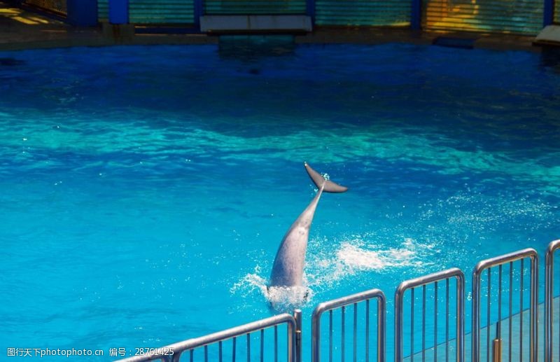 海豚飞跃海豚跳水跳水海豚