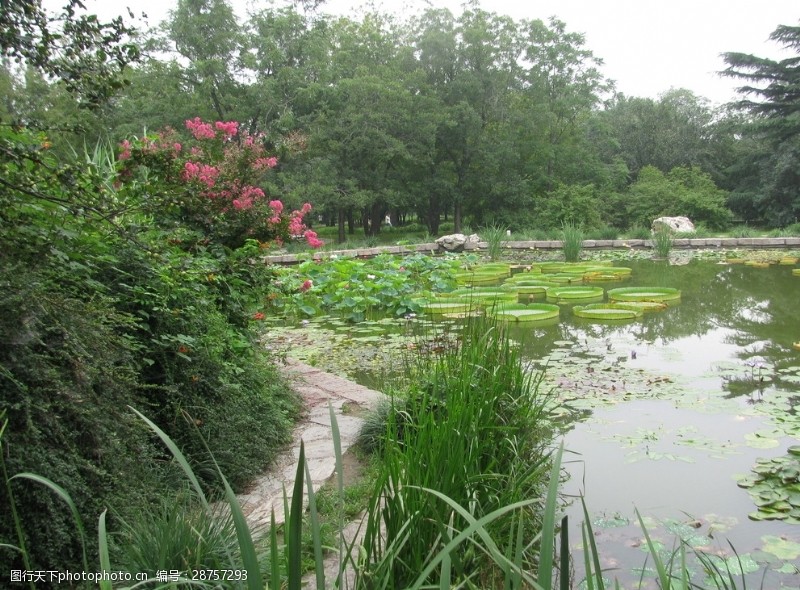 睡莲特写南植物园风景