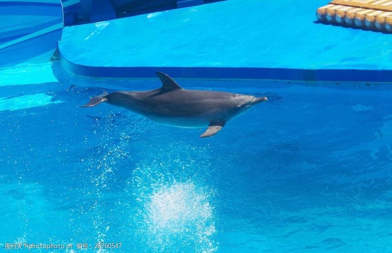 海豚飞跃跳水海豚横空飞跃