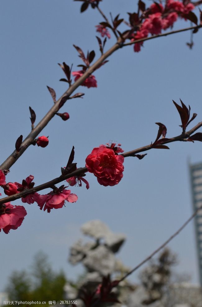 春季招生桃花