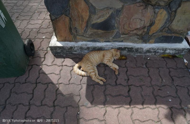 泰国普吉岛路边猫咪