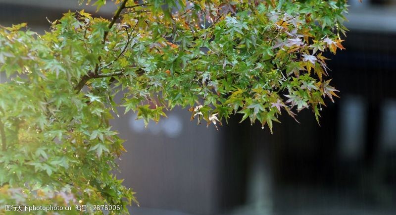 日本日本枫树仁安寺的枫叶