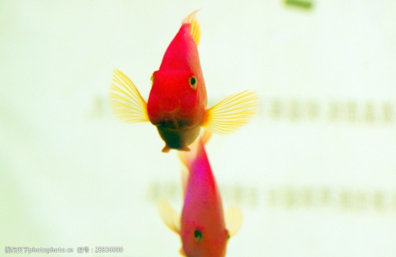 两条金鱼红金鱼鹦鹉鱼