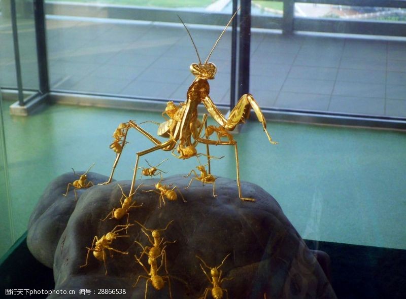 金螳螂金色的蚂蚁螳螂