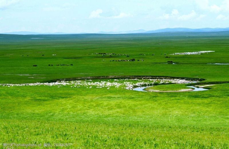 牧羊草原上美丽的羊群