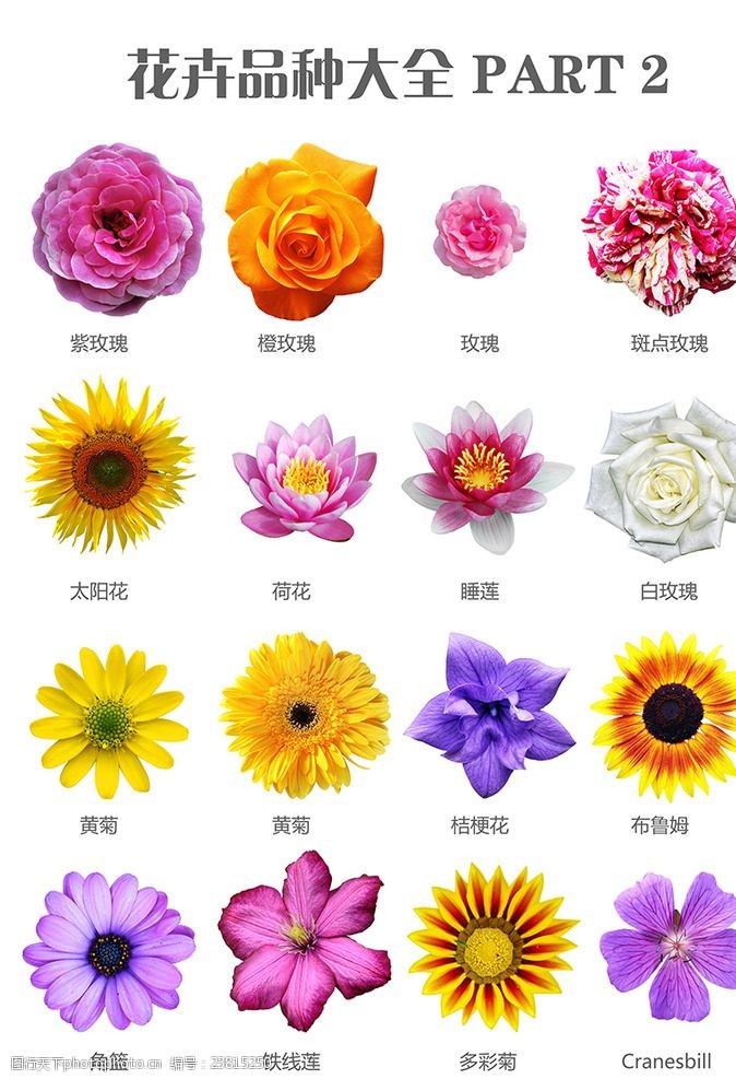 花种类图片免费下载 花种类素材 花种类模板 图行天下素材网