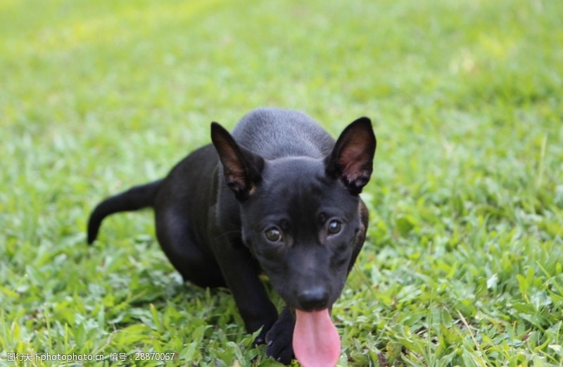 台湾犬图片免费下载 台湾犬素材 台湾犬模板 图行天下素材网